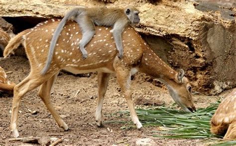 Animals Riding Animals Riding Animals for the PERFECT .